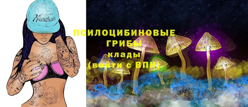 ссылка на мегу рабочий сайт  Кинешма  Галлюциногенные грибы Psilocybe 